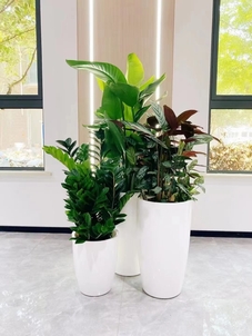 杭州湾绿植出租价格